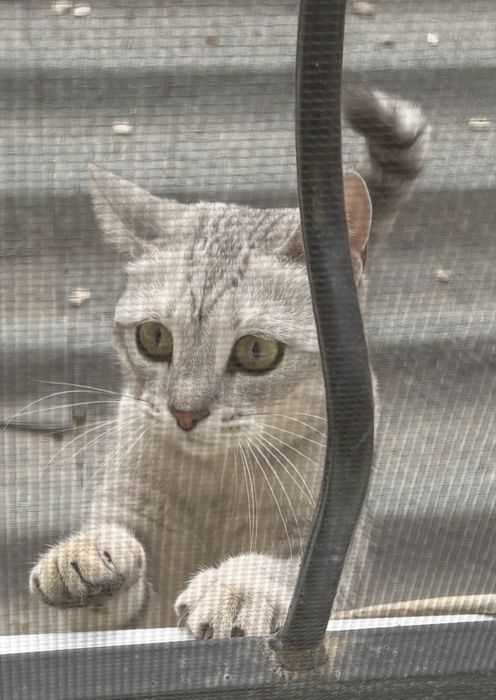 Срочно в добрые руки