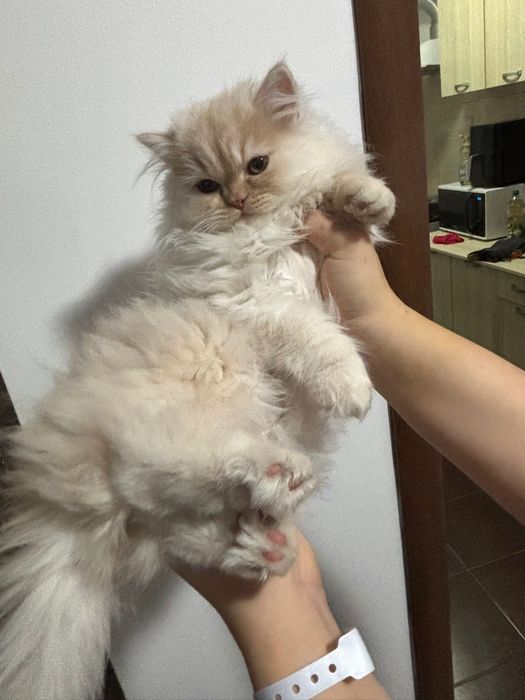 Pui persan chinchilla