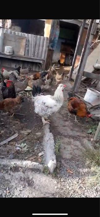 Куры молодка , куры , домашние куры и петушки , петух