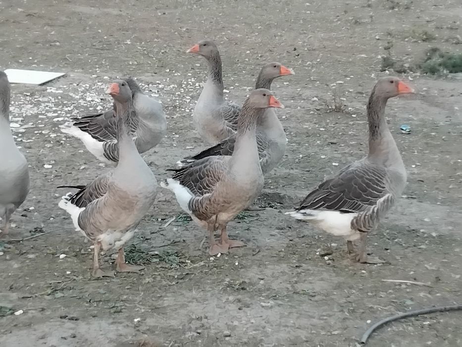 Vindem gîște preț 200 ron
