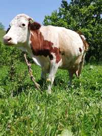 Vaca Balțata de vânzare 5 vițel ieste fatata de 2 luni