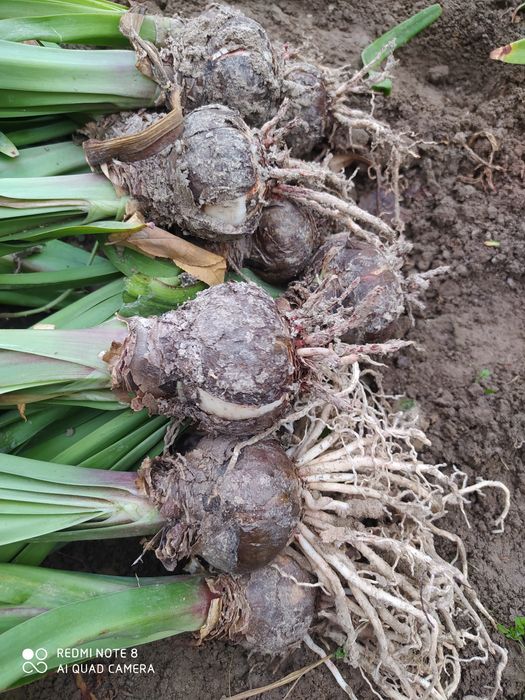 Gipastirum piyozlari sotiladi