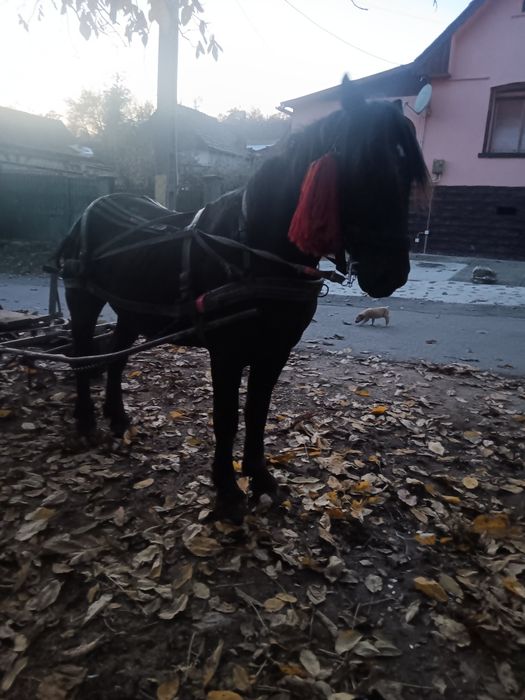 Harmasar de vanzare județul Sibiu prețul 60