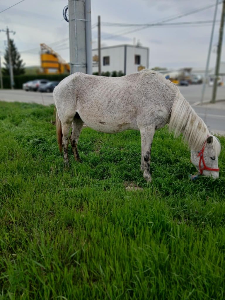 Vand iapa 8 ani!!