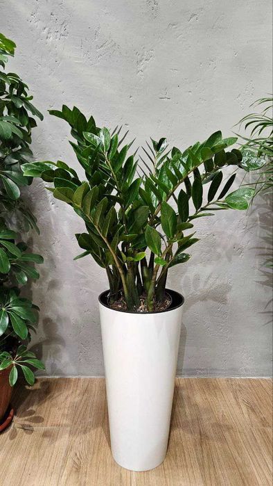 Лучшие растения для очистки воздуха