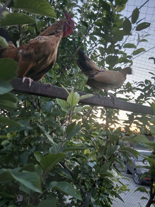 Карлик тауықтар сатылады