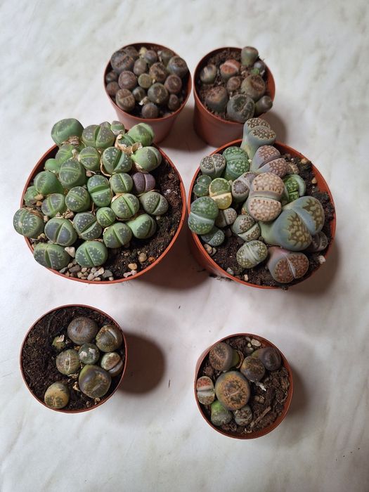 Floare lithops - piatră vie