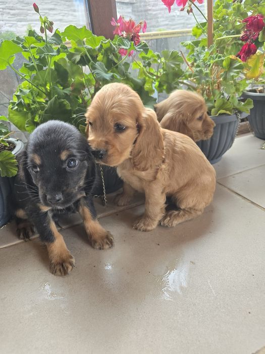 Кокер шпаньол чистокръвни