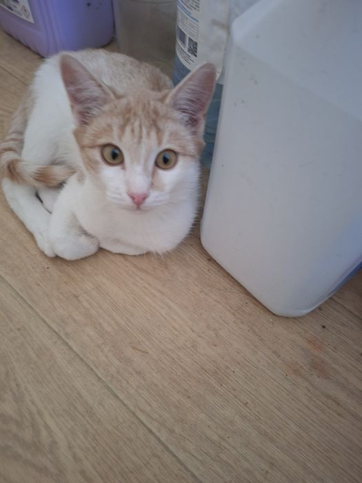 Митя ищет добрых хозяев.