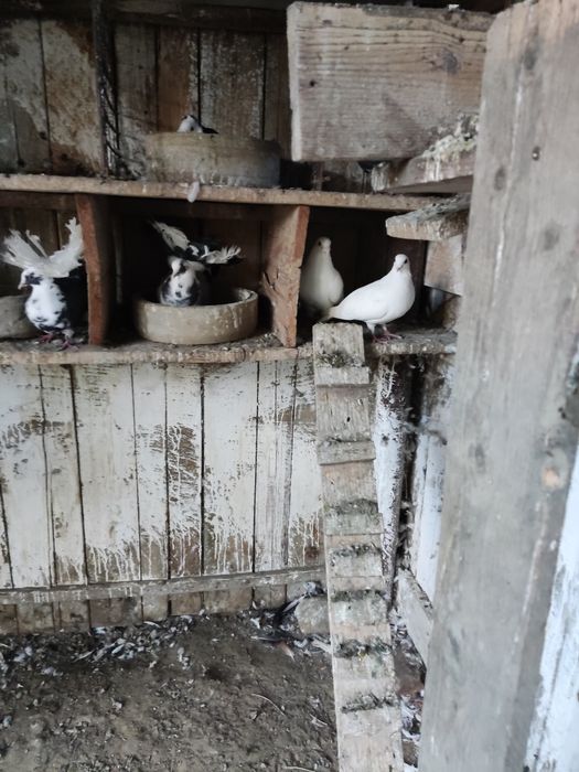 Porumbei jucători 10 lei bucata