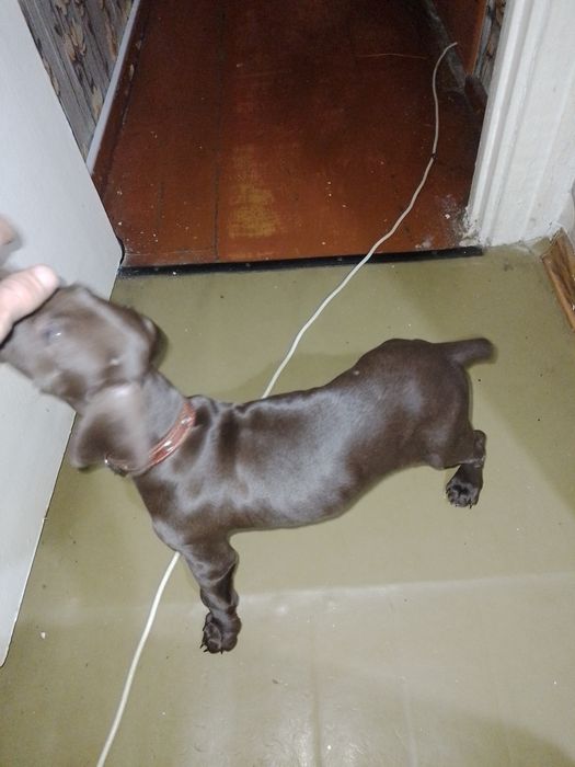 Порода немецкий курцхар