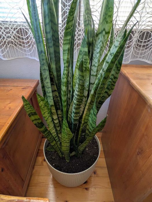 цвете Сансевиера / Меч