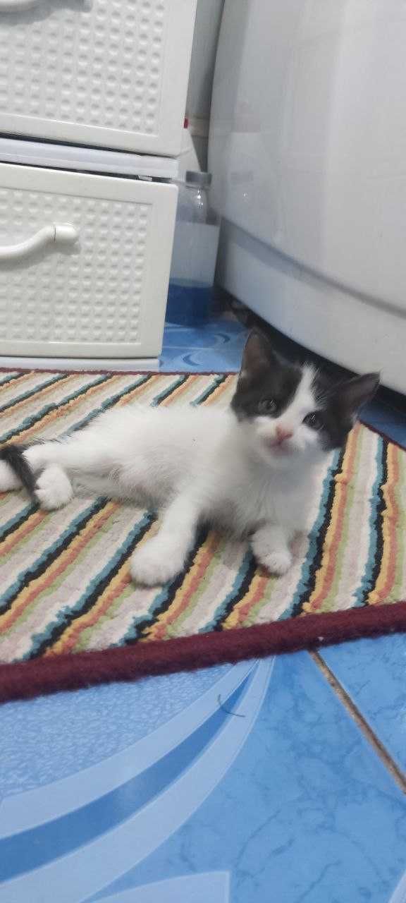 Котята, милые котята