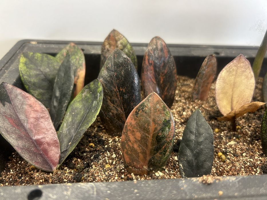 Замиокулькас вариегатный black pink разные