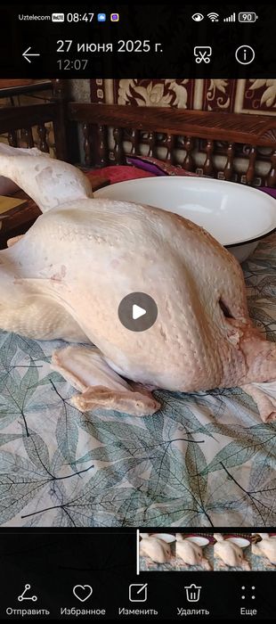 Биг 6 куркалари.