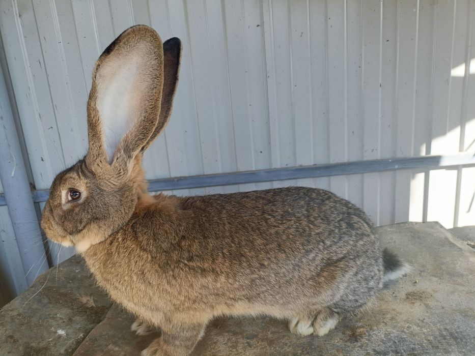 Vând iepuri uriaș german