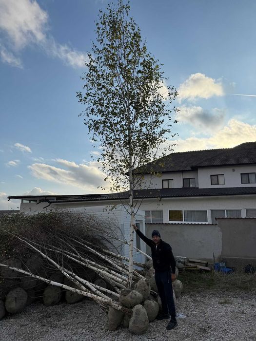 Scoatere la Comandă: Tei, Mesteacăn, Platan | Fără Risc