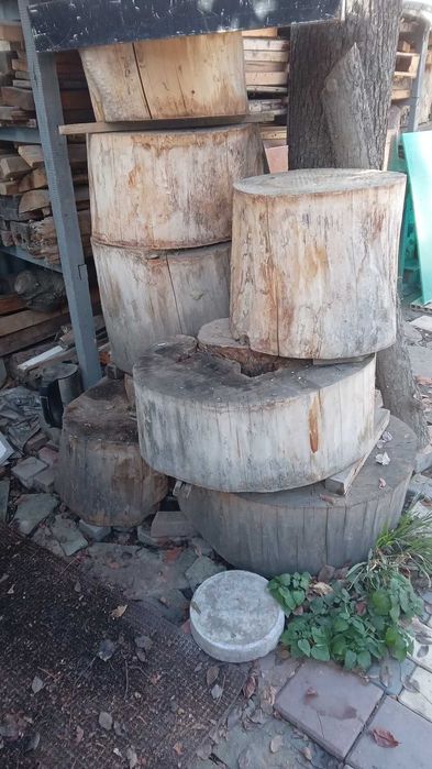 Пеньки, спилы деревьев