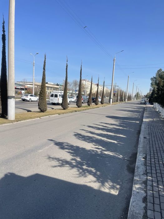 Стрижка елок и деревьев