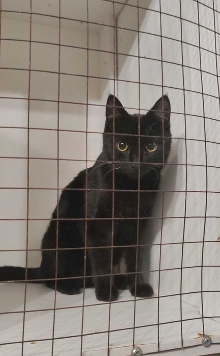 Трогательная малышка ищет дом