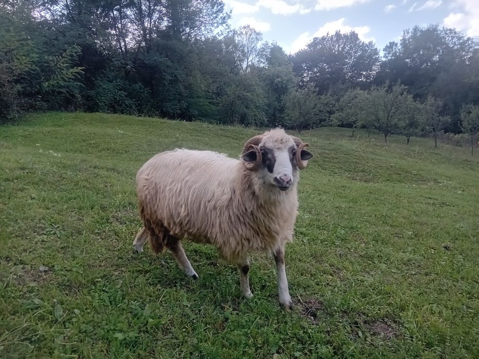 Berbec de vanzare