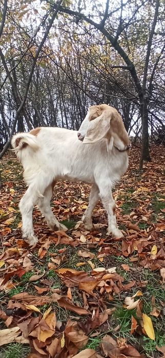 женско яре, мъжко шиле, Неми патици(женски)