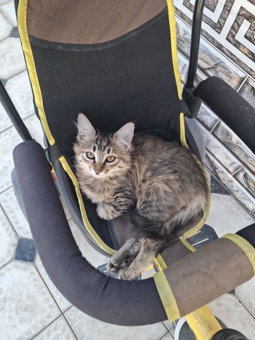 Отдам даром бесплатно