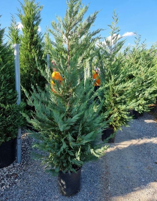 Gazon rulou sport tuia leylandii