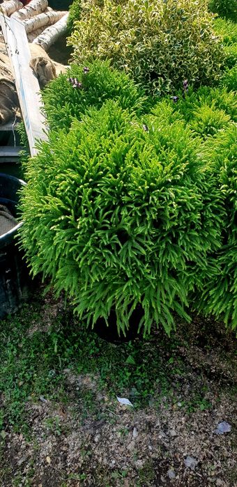 Cryptomeria japonica calitate extra