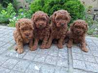 Той Пудел / Poodle Toy