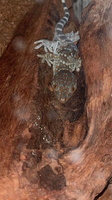 Vând Tokay Gecko (Gekko gecko) / Pitoni regali baby - femelă+mascul