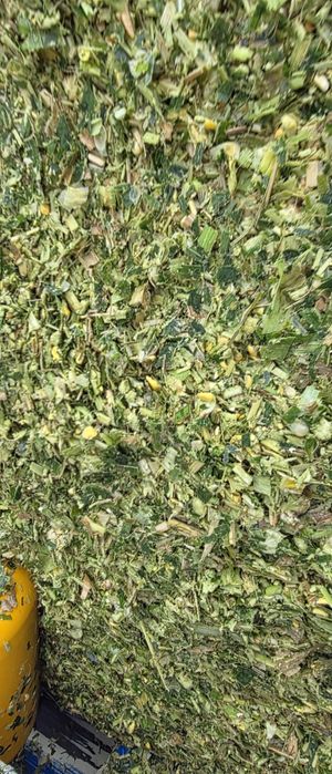 Baloti porumb siloz 2025