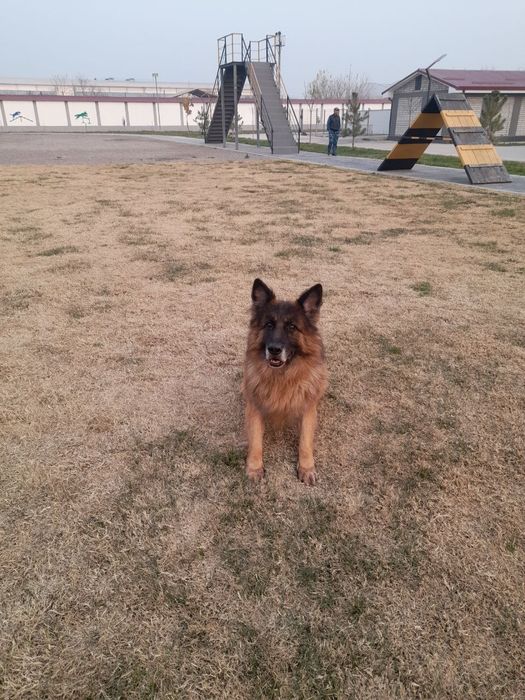 Немецкая овчарка длина шерсть кличка Шейх