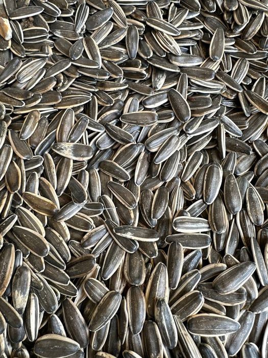 Семечка сотилади, оптомга, мағзи тўла