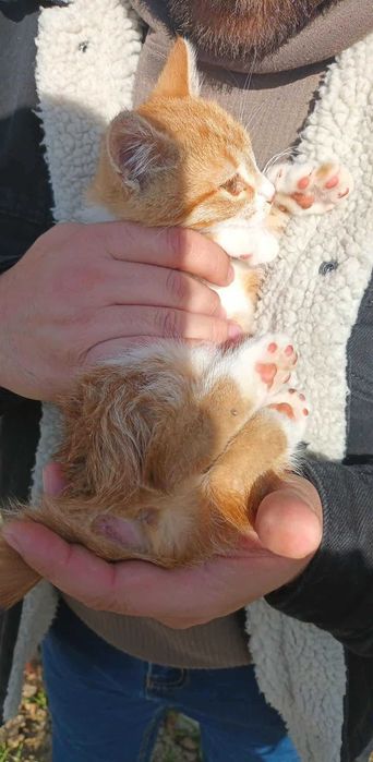 Pisicuta portocalie tigrata spre adoptie