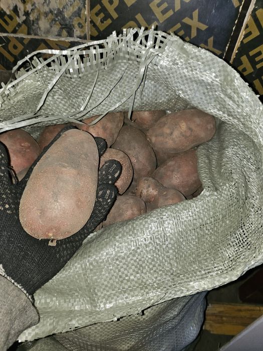 Домашняя картошка