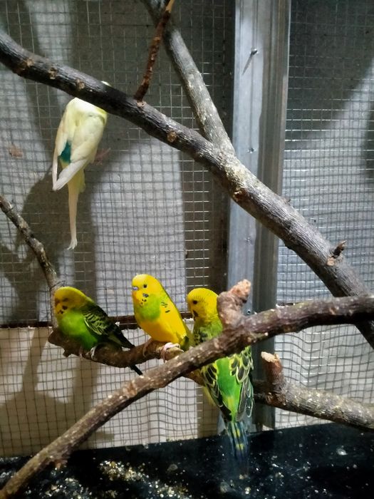 Попугай волнистый