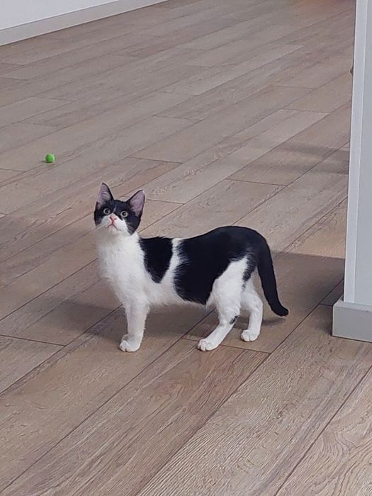 Котенок девочка Ташкент вакцинирована