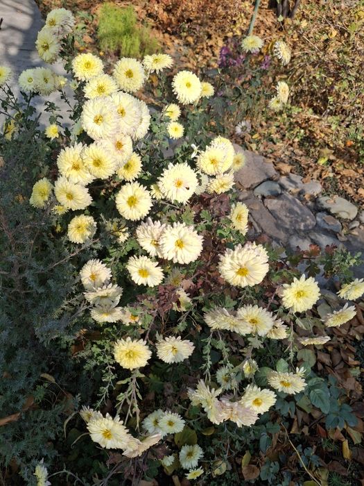 Хризантема большие кусты высокие