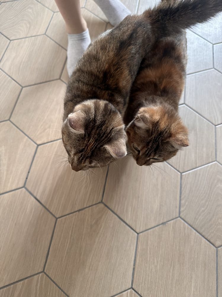 Отдам котят в ответственные руки