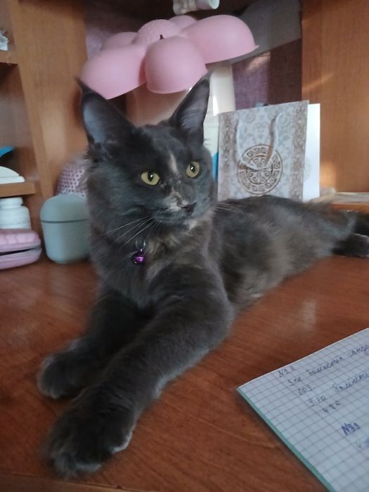 Продам кошку мейн кун