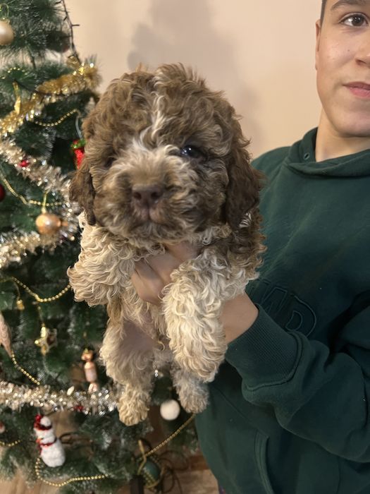 Кученца Lagotto Romagnolo