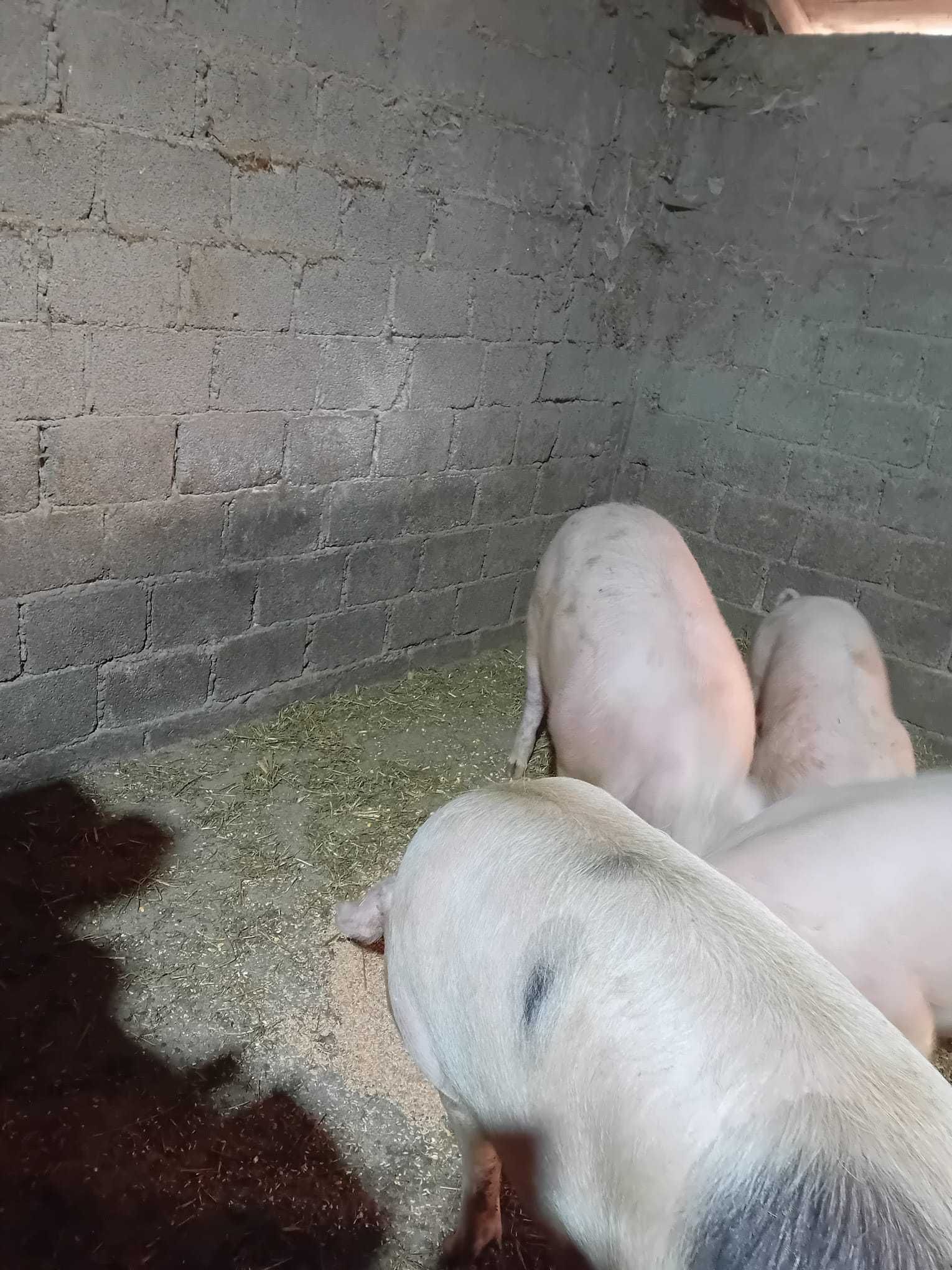 Vând țapi alpin (cu pedigree) și alte animale.