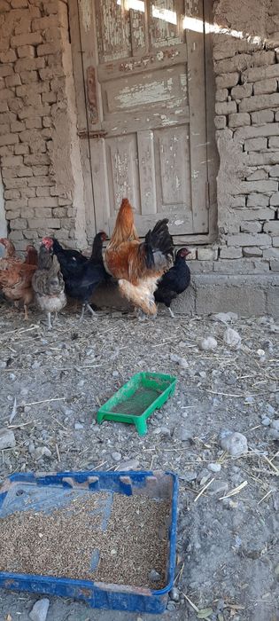 Brama xo'roz sotiladi.