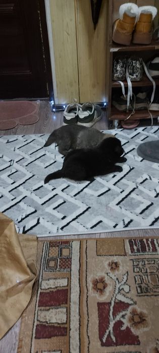 Продам щенков ВЕО (восточно европеской овчарки)