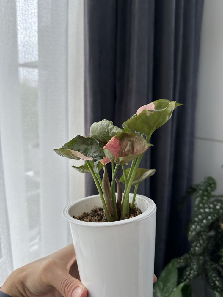 Syngonium strawberry ice , red spot bi color