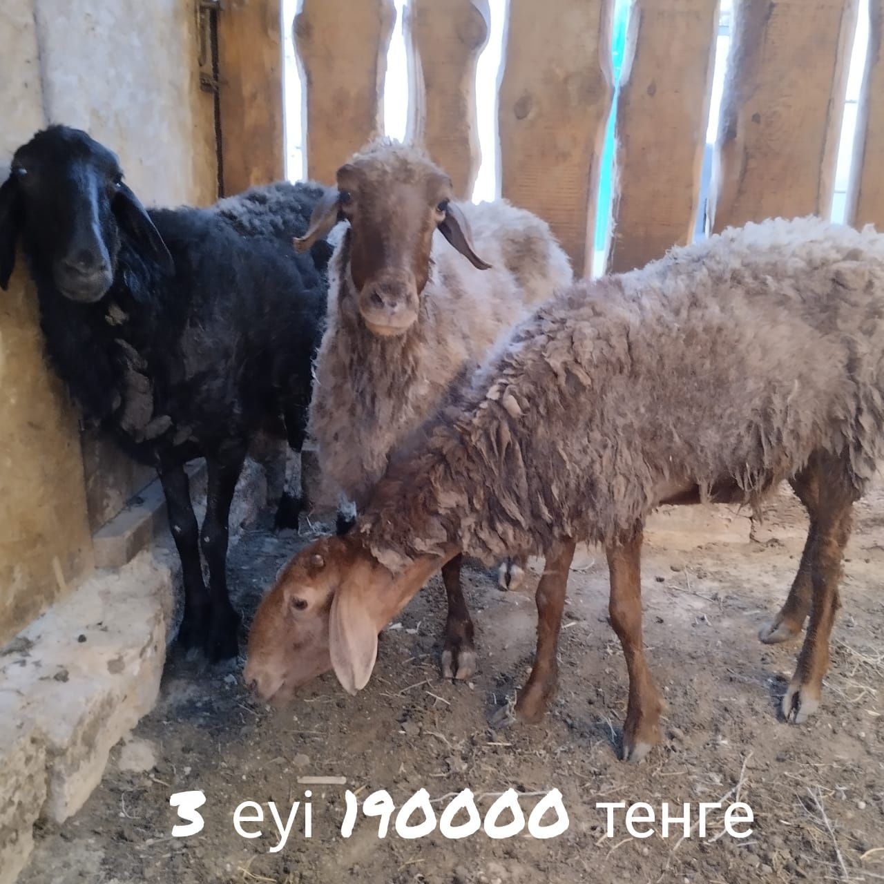 Қой ешкі сатылады. Маңғышылақ та