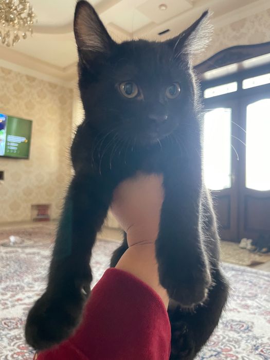 Котёнок в хорошие руки