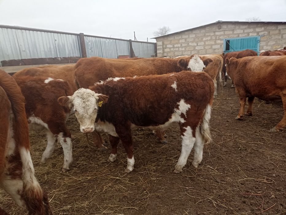 Подсос баспақтар