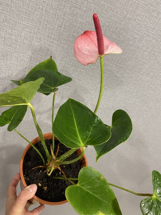 Антуриум. Мужское счастье